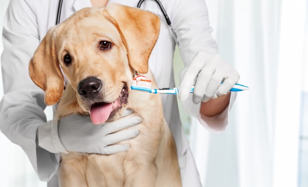 Person in a white coat holding a toothbrush near the mouth of a tan dog
