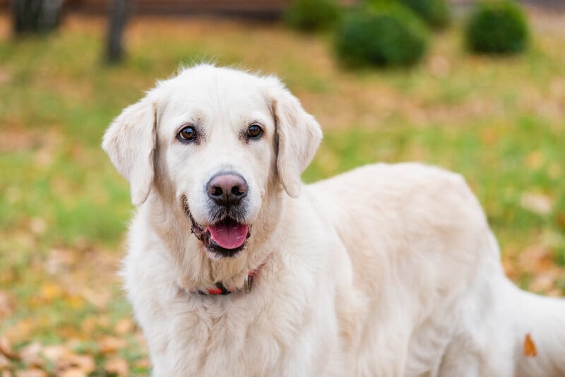 Cream-coloured dog standing on grass covered with fallen leaves, mouth slightly open