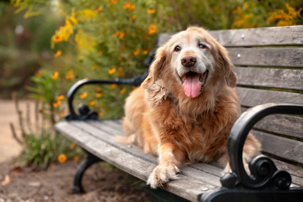 Golden dog with its tongue out lying on a weathered wooden bench with black metal arms