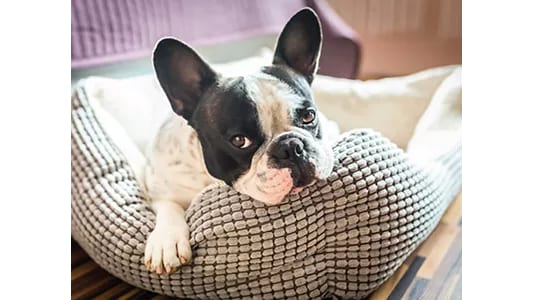 Black and white dog with large upright ears resting its chin on a grey knobbly dog bed