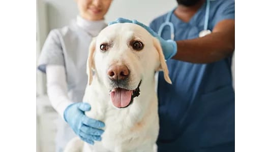 Light-coloured dog with its tongue out between two people in blue gloves and scrubs