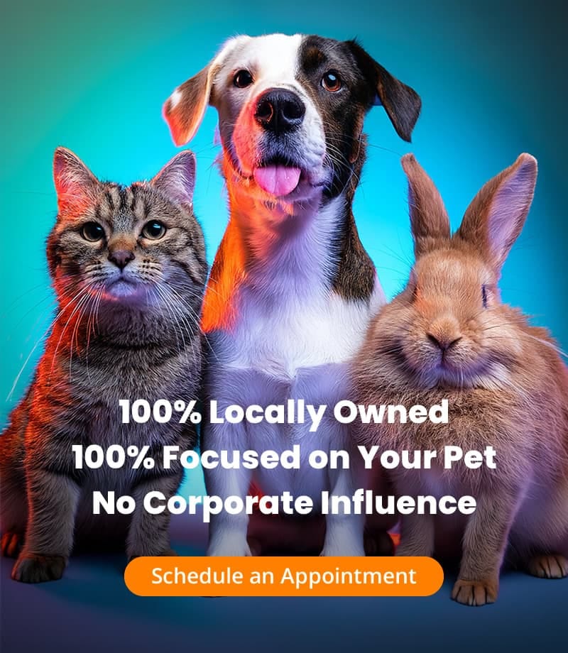 Animal Care Hospital of Phoenix - Phoenix
