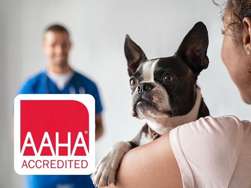Person holding a black and white dog over their shoulder beside a red AAHA Accredited badge