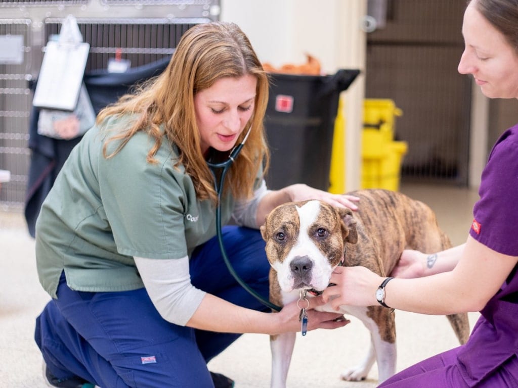 Person in green scrubs holding a stethoscope to a brown striped and white dog while another person holds it