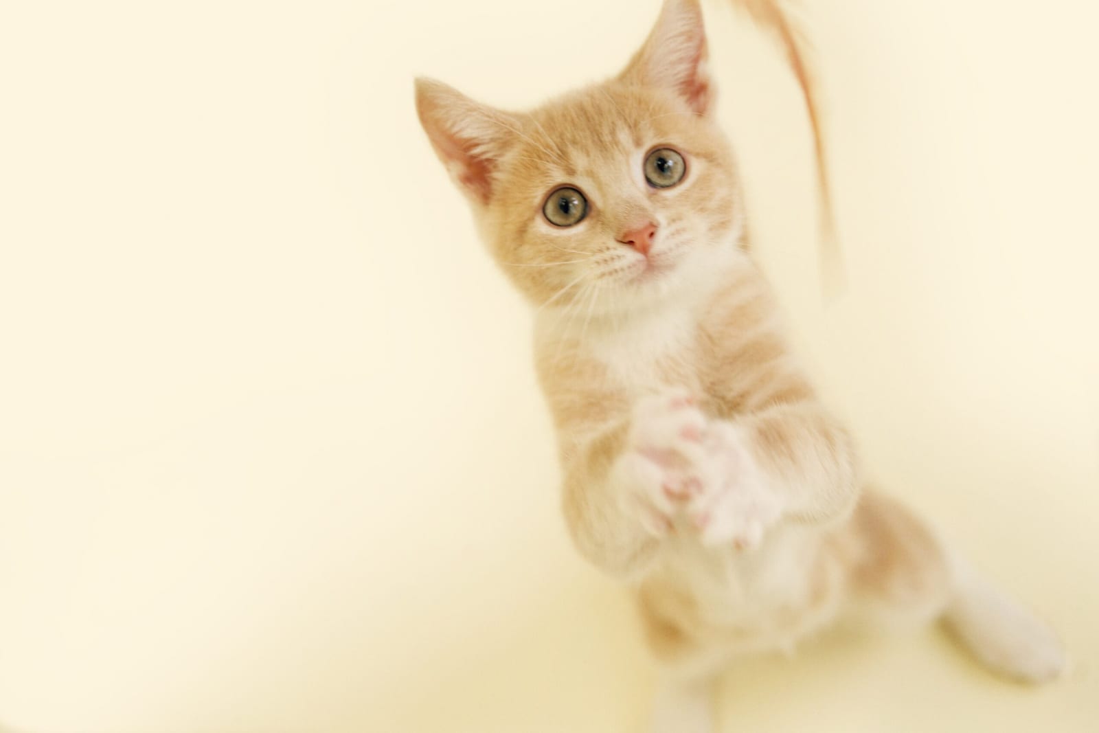 Orange and white kitten standing on its hind legs with raised paws against a cream background