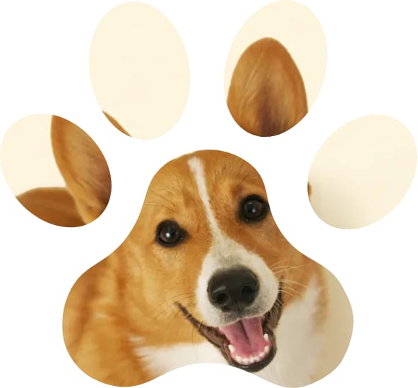 Smiling tan and white dog face shown inside a paw print shape on a white background