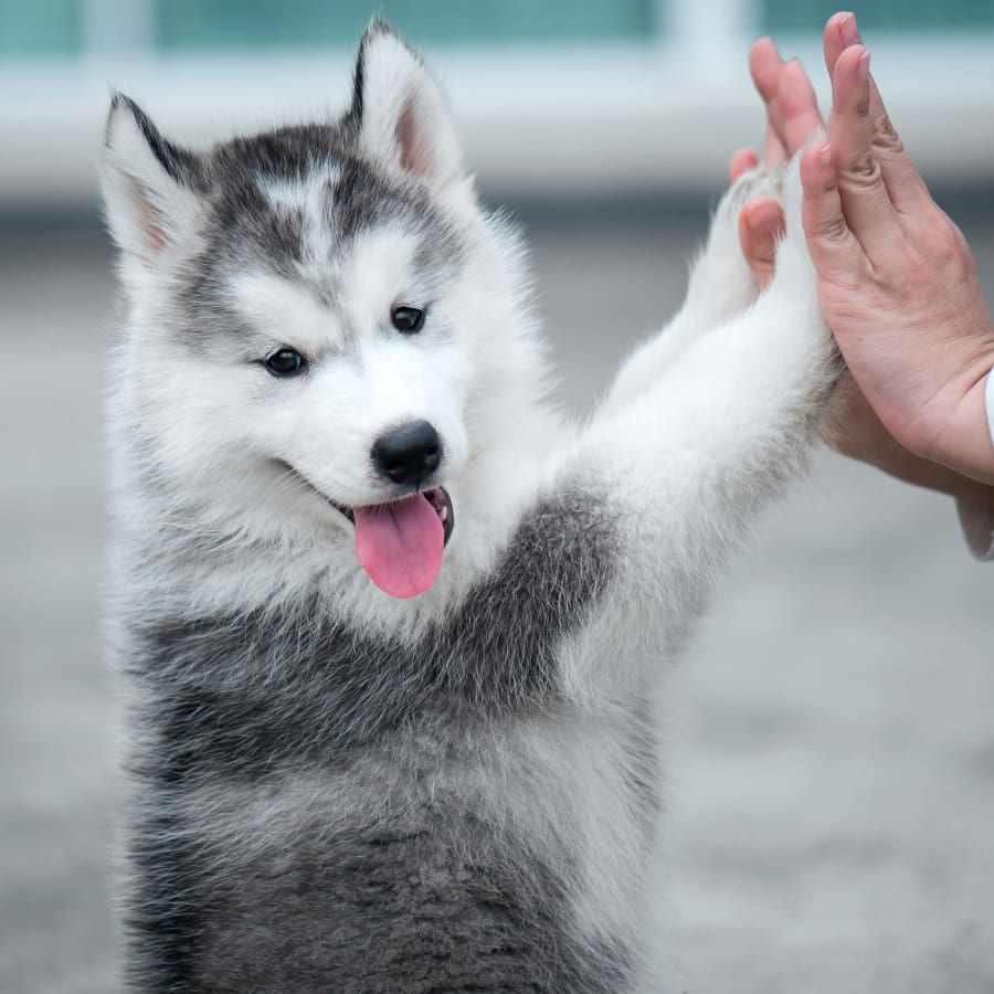Grey and white fluffy puppy standing up with its paws pressed against a person's raised hand