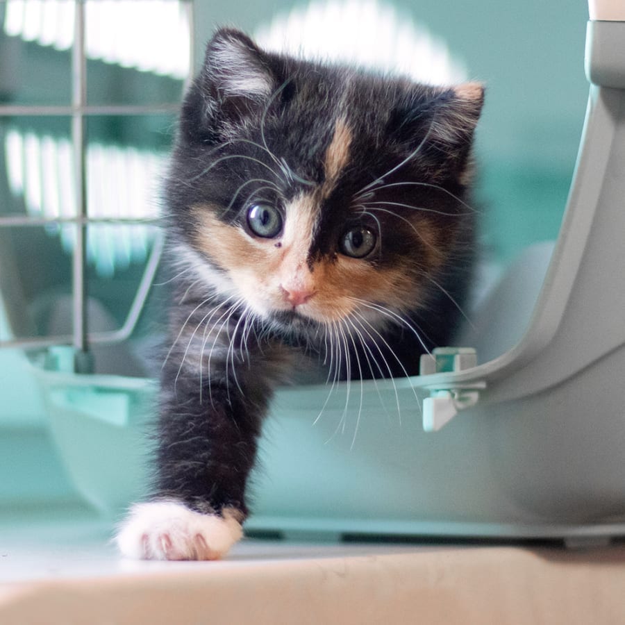 Black, orange and white kitten stepping out of a grey-green plastic pet carrier