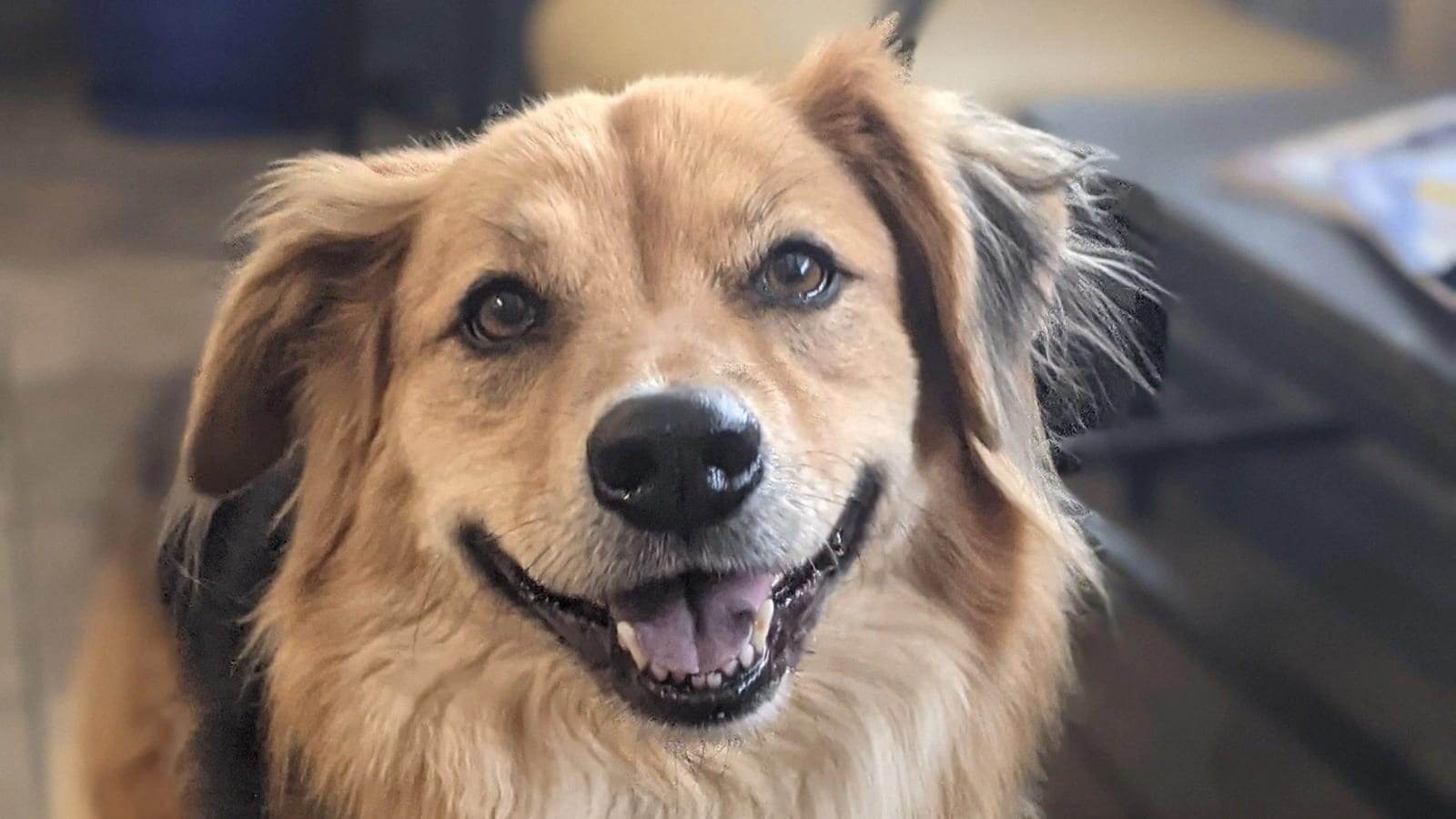 Smiling golden-tan dog with floppy ears looking at the camera indoors