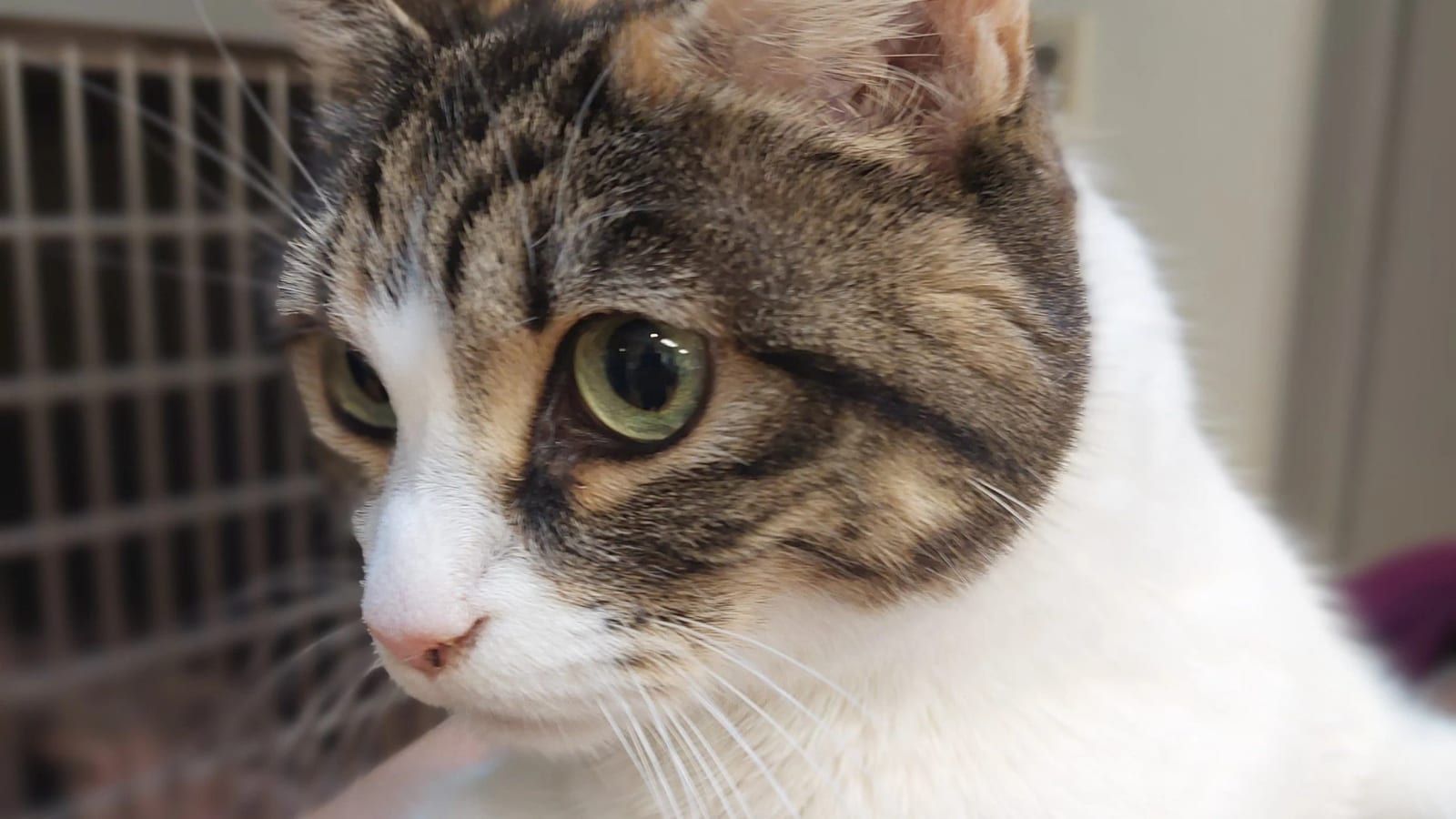 Close-up of a brown tabby and white cat with yellow-green eyes looking to the side