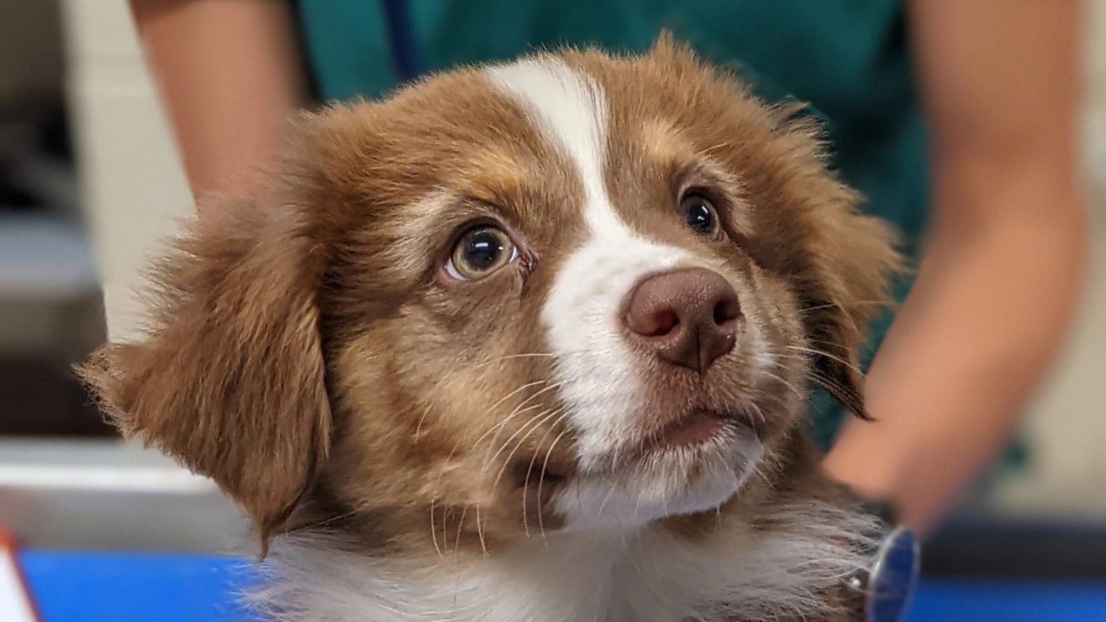 Fluffy brown and white dog with wide eyes looking up while a person in teal scrubs holds it