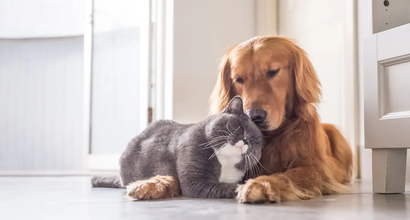 Grey cat nestled against the face of a golden-red dog lying on a floor