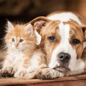 Fluffy orange kitten leaning against a tan and white dog lying on a wooden floor