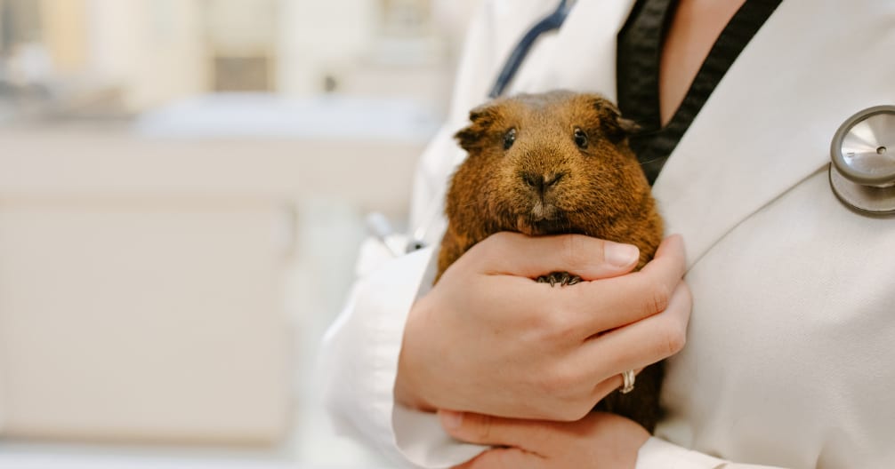 Person in a white coat with a stethoscope holding a small brown guinea pig