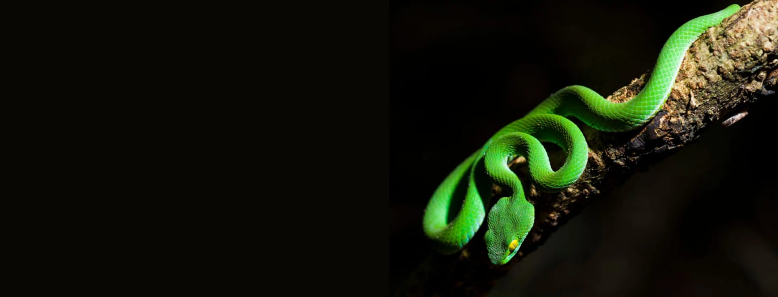 Bright green snake coiled along a branch against a black background