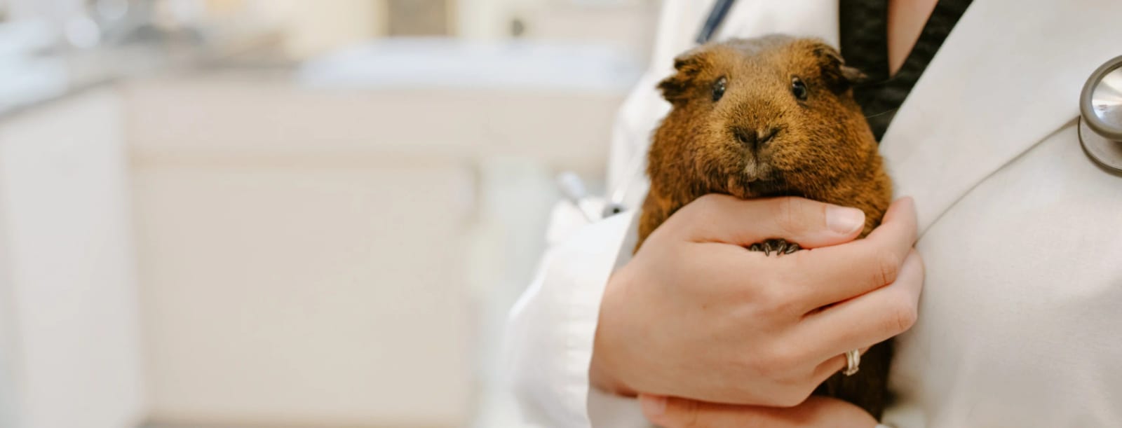 Close view of hands holding a small brown guinea pig against a white coat