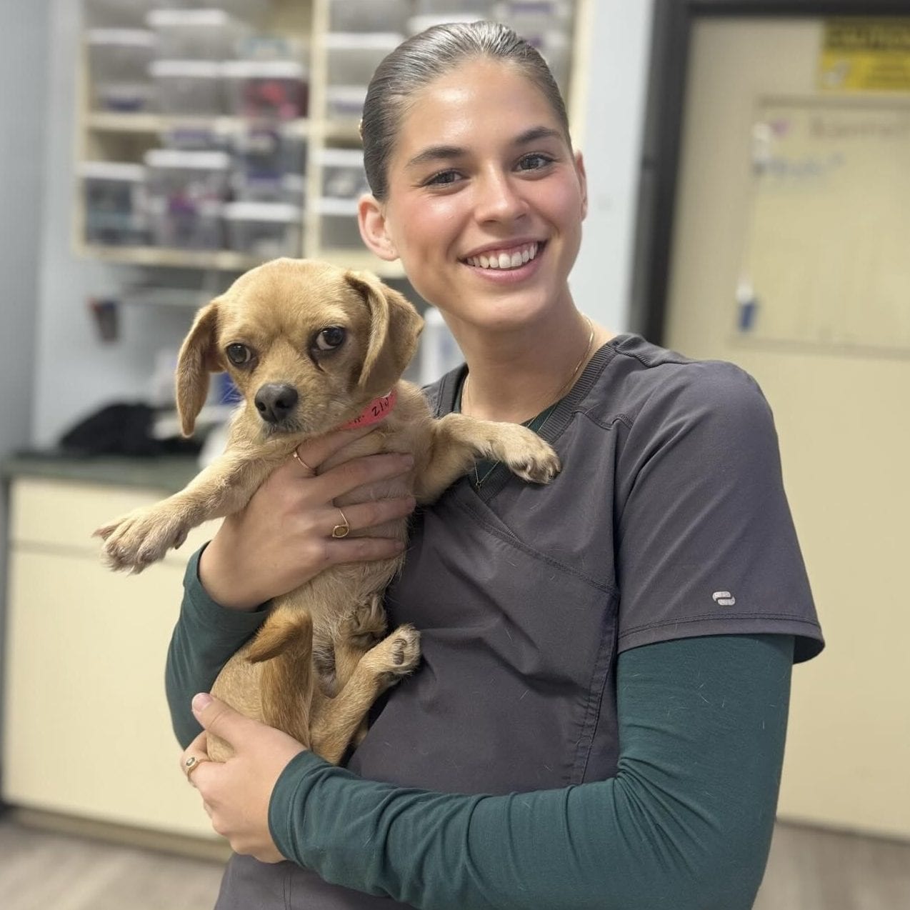Smiling person in dark grey scrubs holding a small tan dog with a red collar