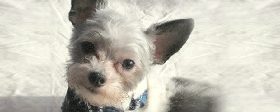 Small grey and white dog with large upright ears and a blue patterned bandana