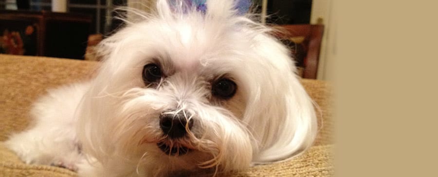 Fluffy white dog with a small blue topknot lying on a tan couch looking at the camera