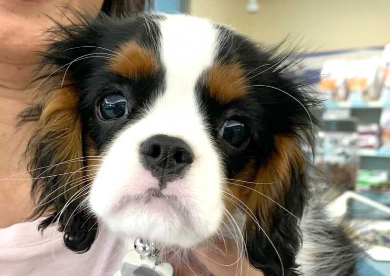 Close-up of a black, tan and white puppy with long ears held by a person