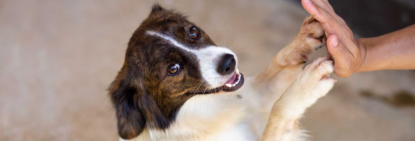 Brown and white dog standing up with its paws touching a person's raised hand