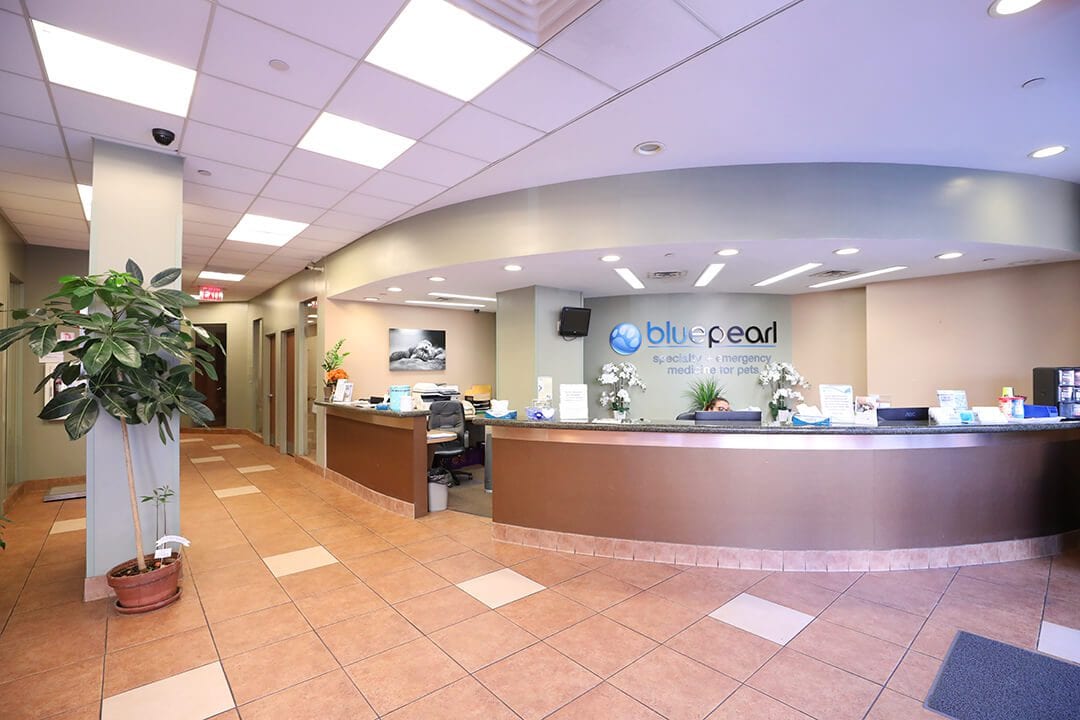 Reception lobby with a curved wooden desk, a large potted plant and a blue pearl logo on the wall