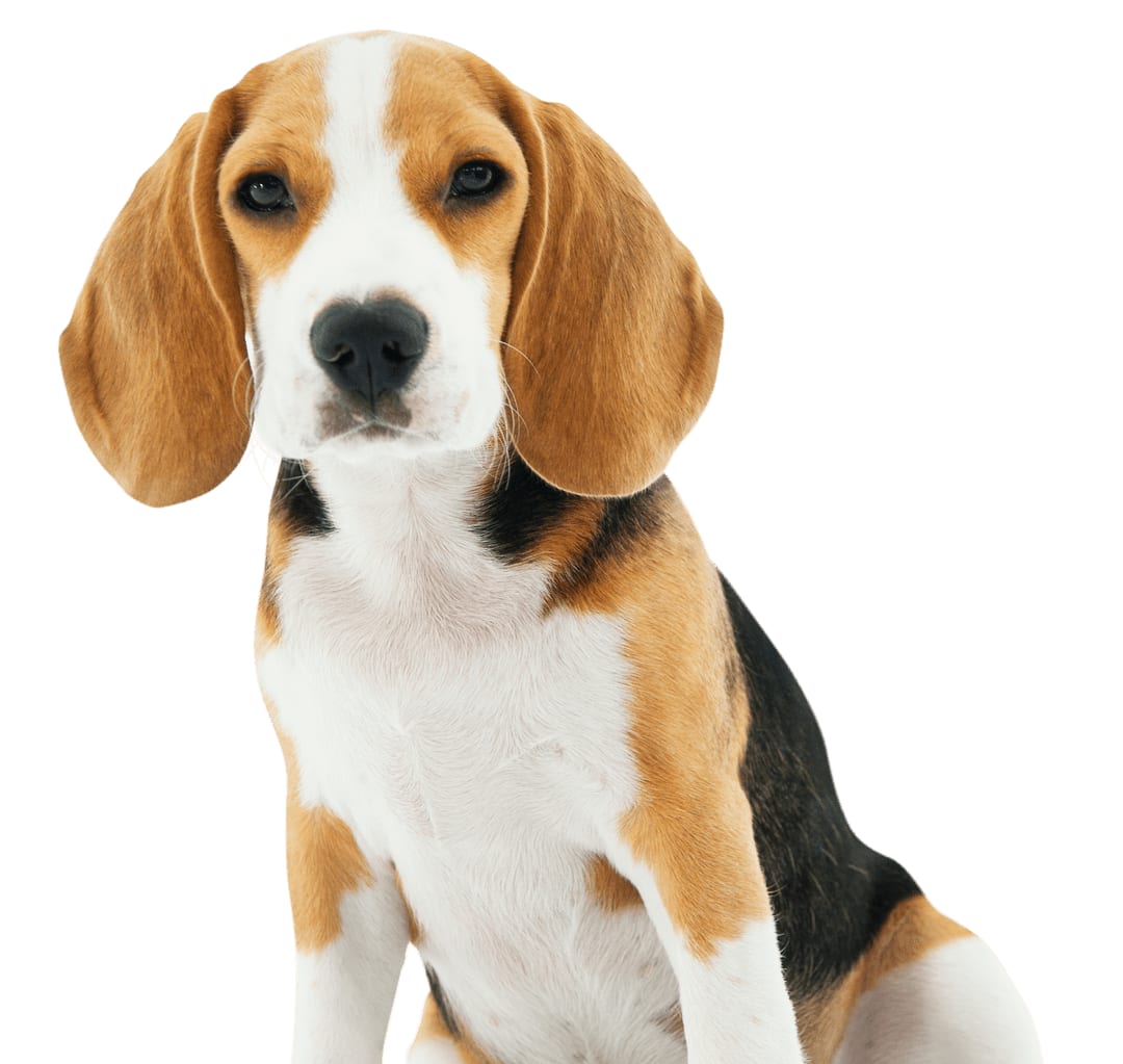 Tricolour dog with long floppy ears sitting against a white background