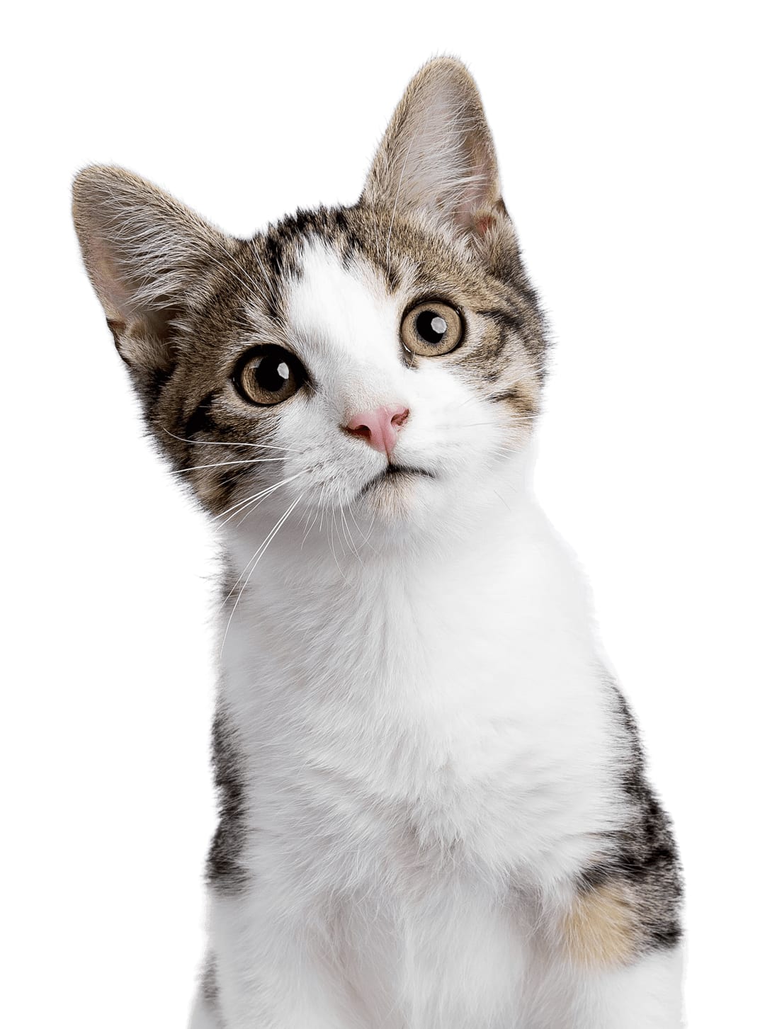 Round Rock Animal Hospital - Round Rock