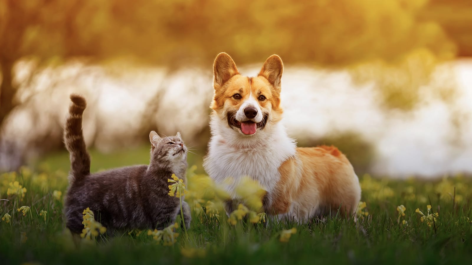 Veterinary Surgery Specialists - Berlin Township