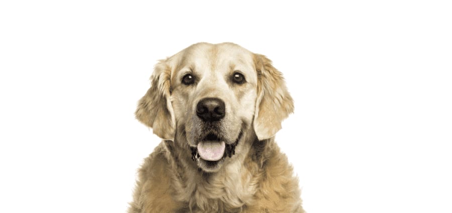 Golden-furred dog with floppy ears and its tongue out against a white background