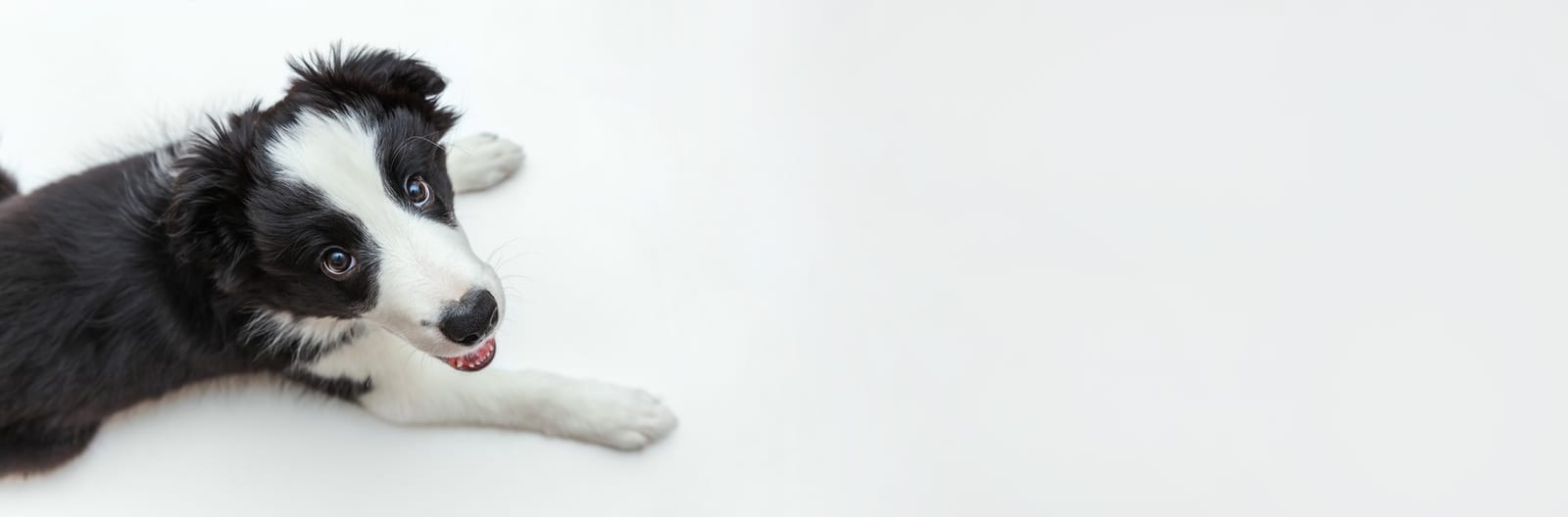 Black and white puppy lying on a white floor and looking up at the camera