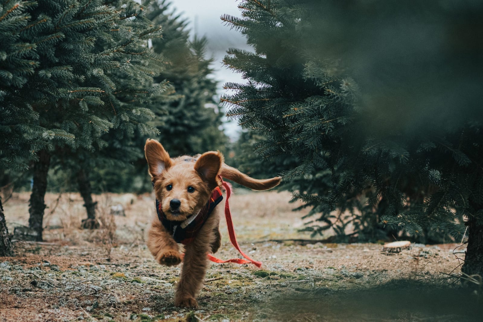 Companion Animal Hospital of Norridge - Norridge