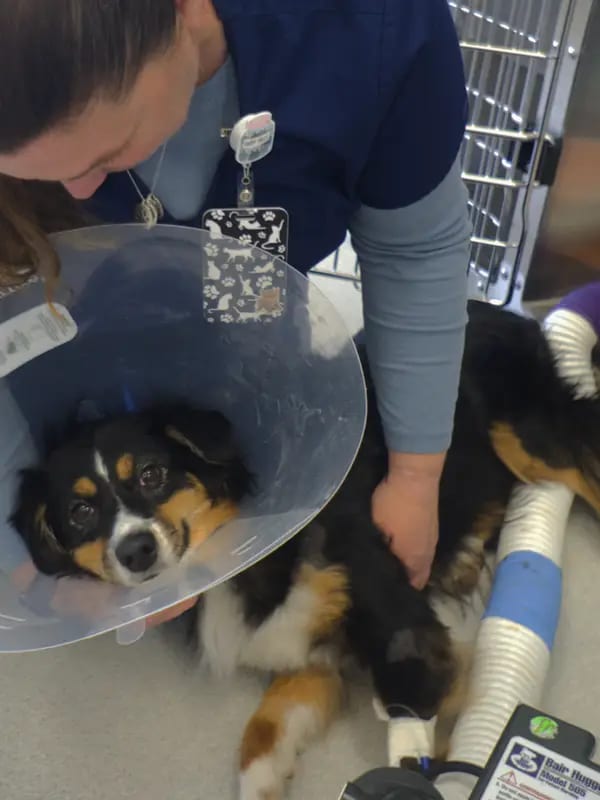 Close view of a dog in a clear cone collar with a person's hand resting on its side