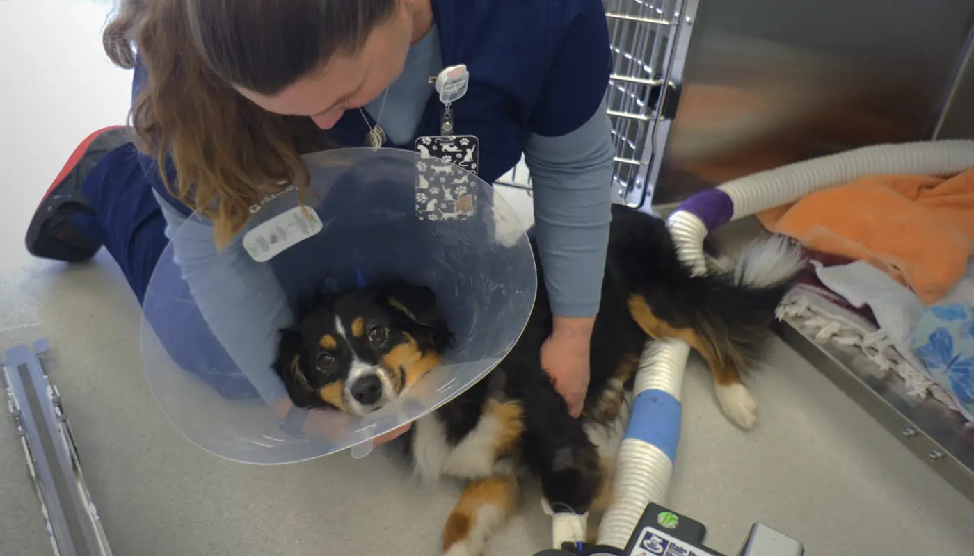 Person crouching over a black, brown and white dog wearing a clear cone collar on a clinic floor