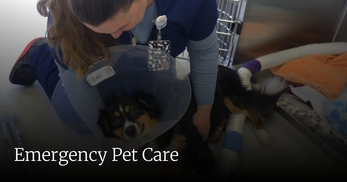 Person in navy scrubs leaning over a dog in a clear cone collar, with the text Emergency Pet Care