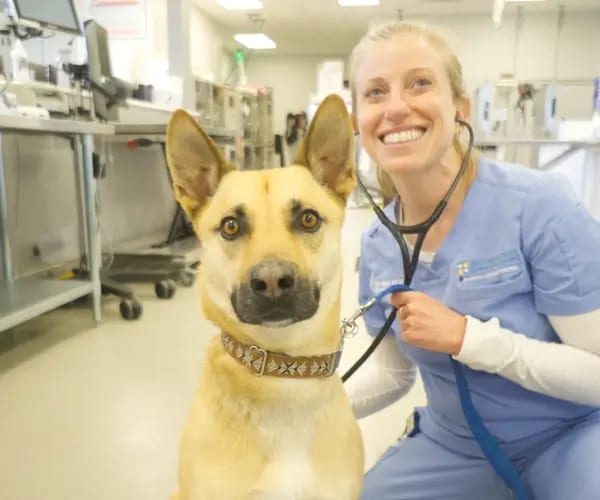 Smiling person in light blue scrubs with a stethoscope kneeling beside a tan dog with pointed ears
