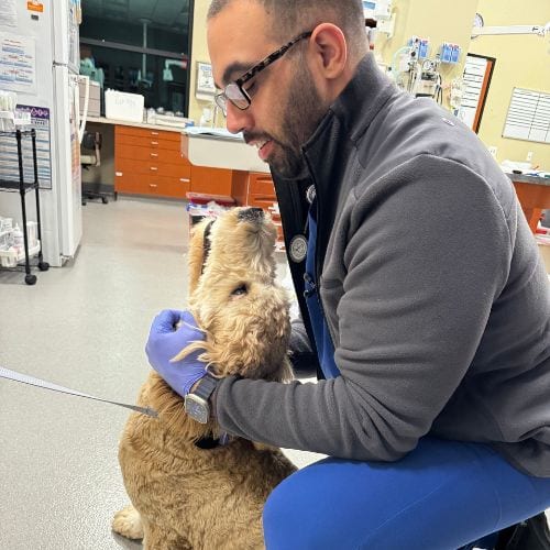 Man with glasses in a grey fleece and blue scrubs crouching beside a fluffy golden dog in a clinic