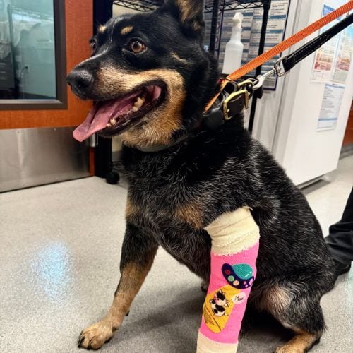 Black and tan dog sitting with its mouth open and a pink bandage on one front leg