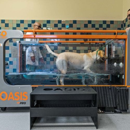 Dog walking in a glass-sided water treadmill labelled Oasis Pro with a person behind the glass
