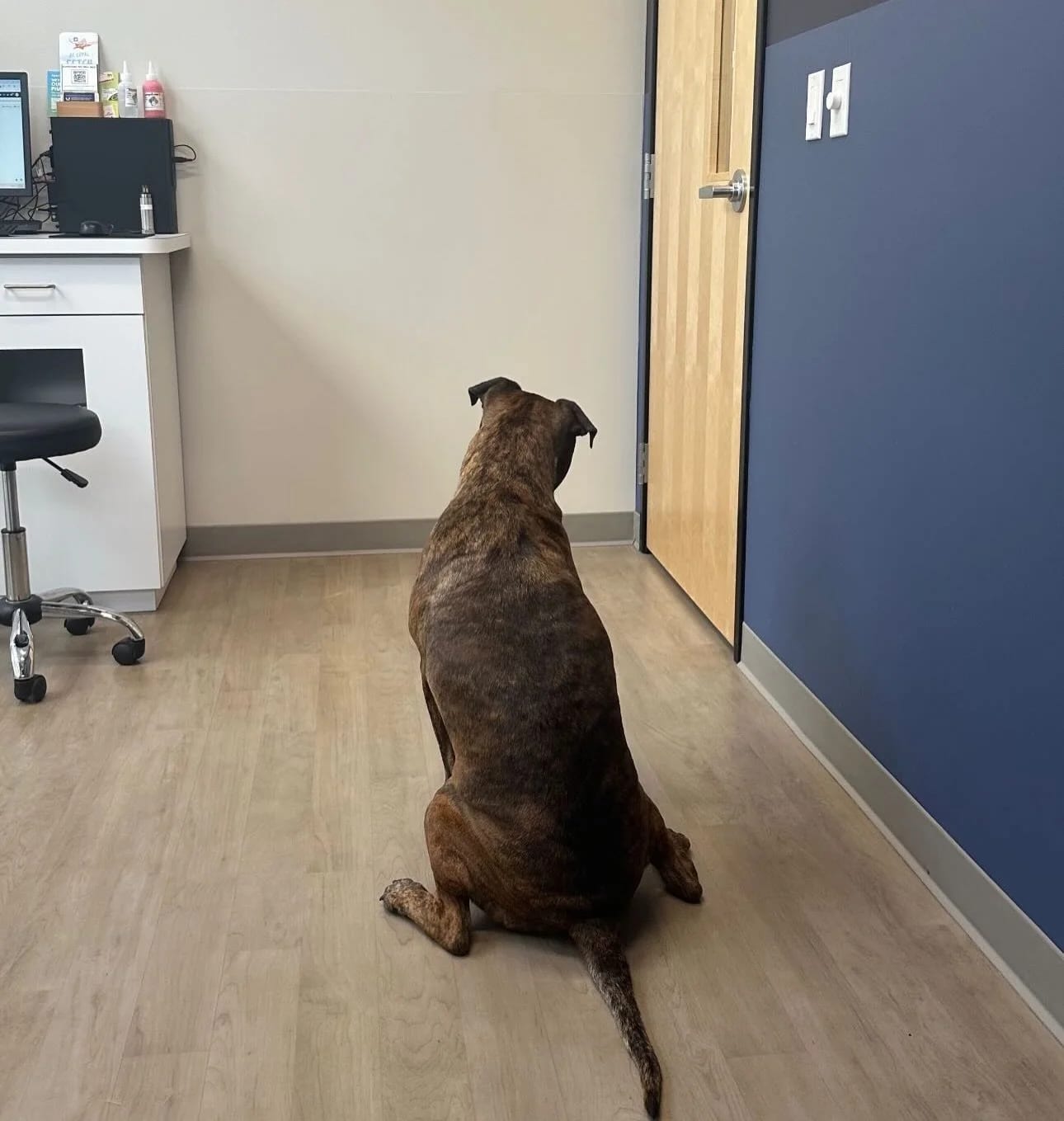 Brindle dog seen from behind sitting in an exam room with a wood floor and a navy accent wall