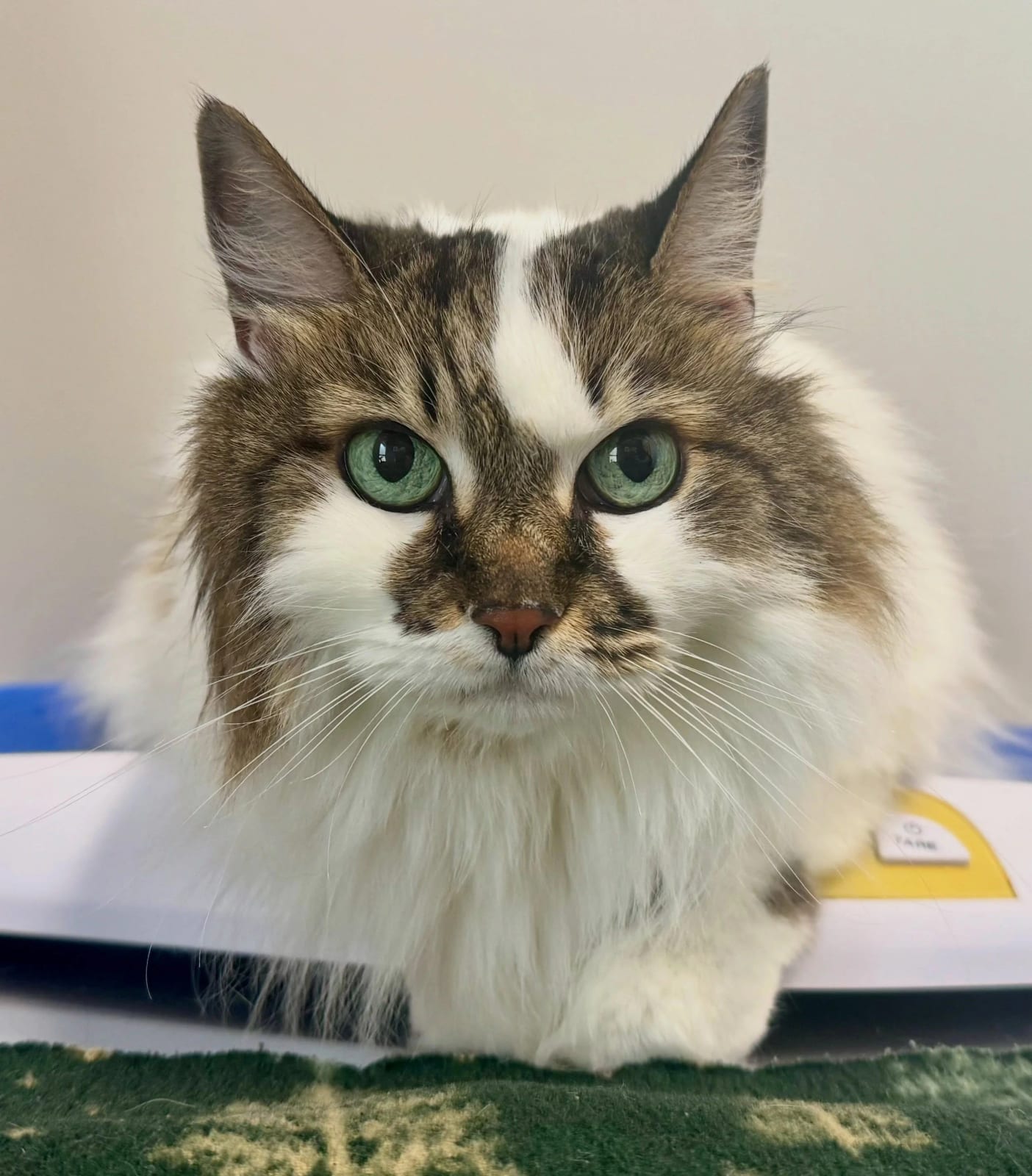 Long-haired cat with brown, grey and white fur and green eyes looking at the camera
