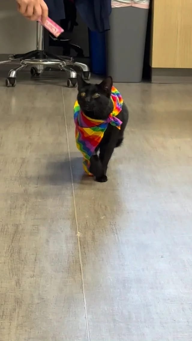 Black cat in a rainbow bandana walking across a grey clinic floor toward a hand holding a pink item