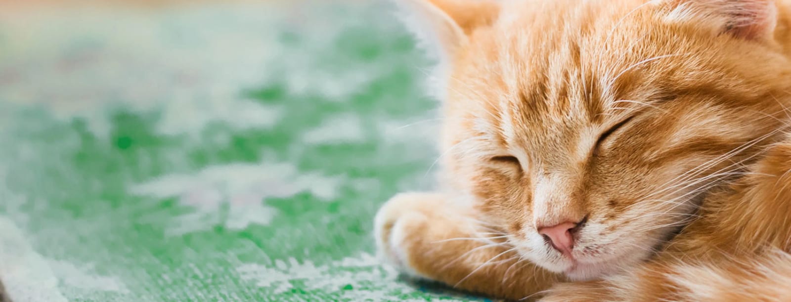 Close-up of a sleeping orange cat with its face resting on a green rug
