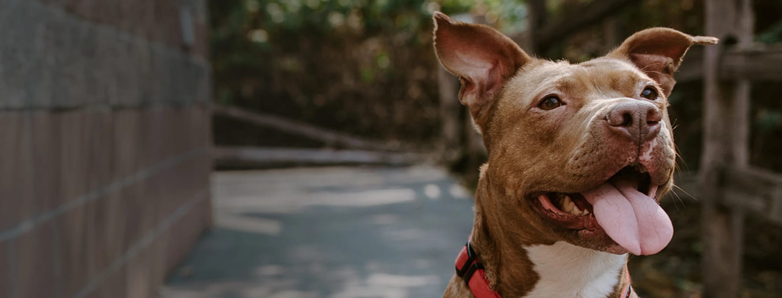 Brown and white dog with its tongue out wearing a red collar on a wooded path