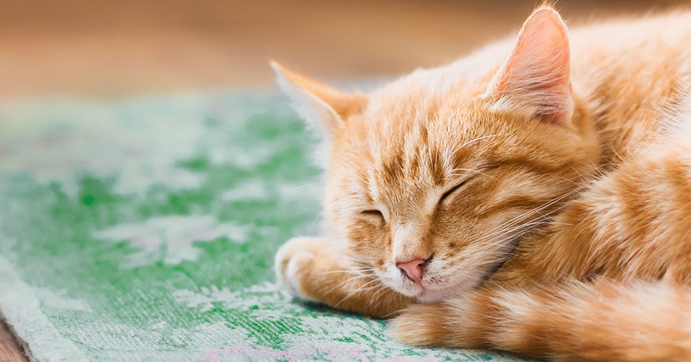 Orange tabby kitten sleeping with its eyes closed on a green rug