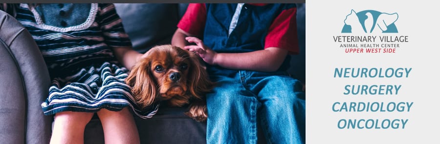 Banner listing neurology, surgery, cardiology and oncology beside two children on a sofa with a dog