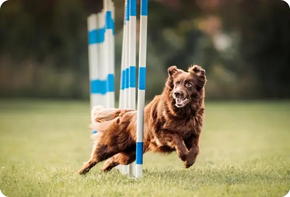 Brown dog leaping through blue and white striped poles on a grass field