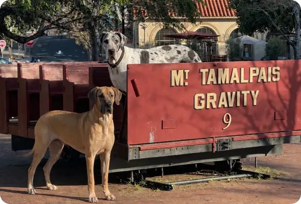 Tan dog standing beside a red wooden wagon with a spotted dog on it, lettered Mt. Tamalpais Gravity 9