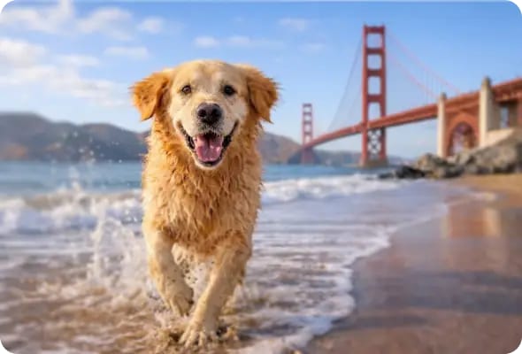 Wet golden-coloured dog running through shallow waves on a beach with a red suspension bridge behind
