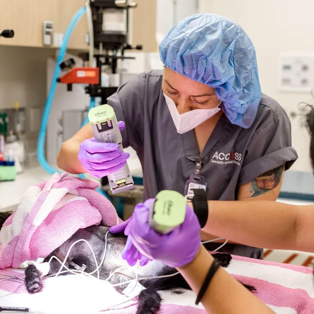 Person in a blue scrub cap, mask and grey scrubs holding two small handheld devices over a dog under a pink towel